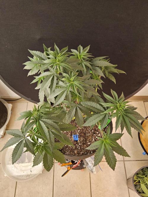 Amnesia go fast. Week 6