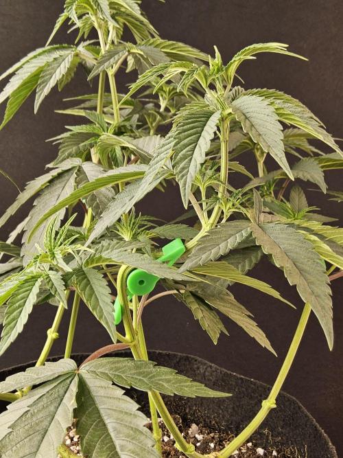 Amnesia go fast. Week 6