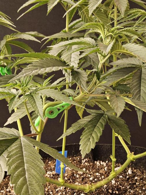 Amnesia go fast. Week 6