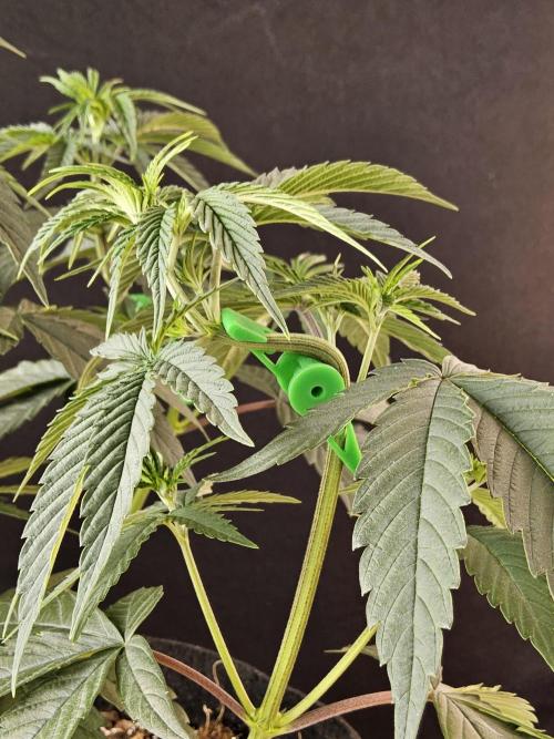 Amnesia go fast. Week 6