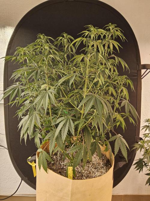 Amnesia go fast. Week 6