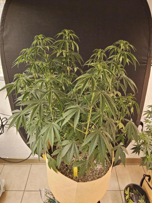 Amnesia go fast. Week 6