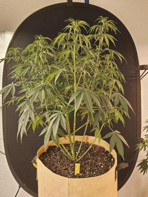 Amnesia go fast. Week 6