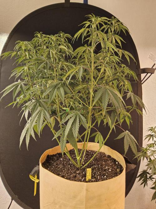 Amnesia go fast. Week 6