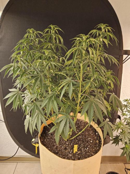 Amnesia go fast. Week 6