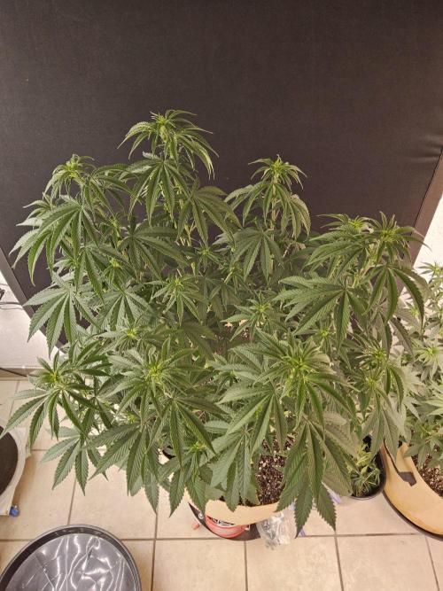Amnesia go fast. Week 6