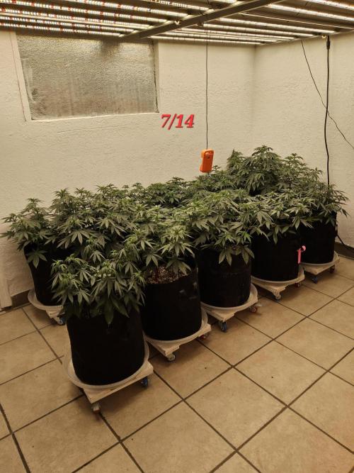 Amnesia go fast. Week 6