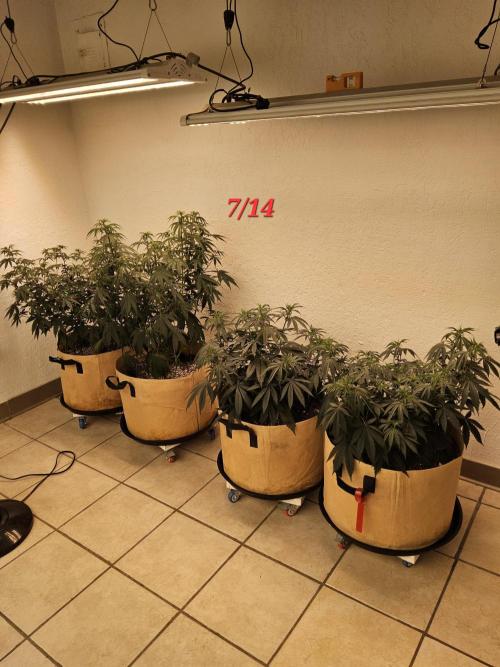 Amnesia go fast. Week 6