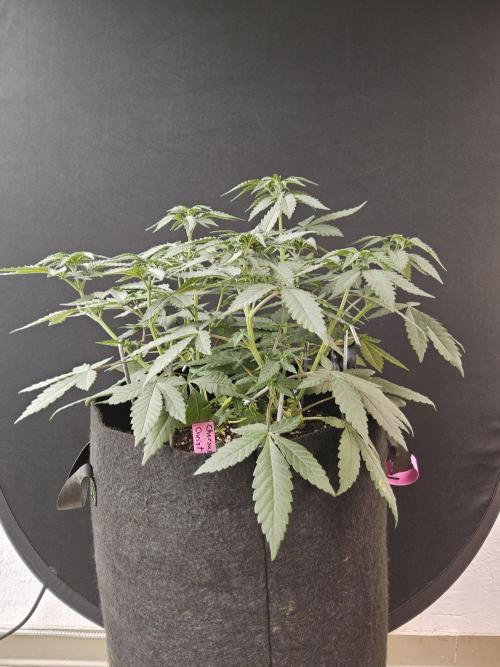 Regrow of Cheesus. Week 6