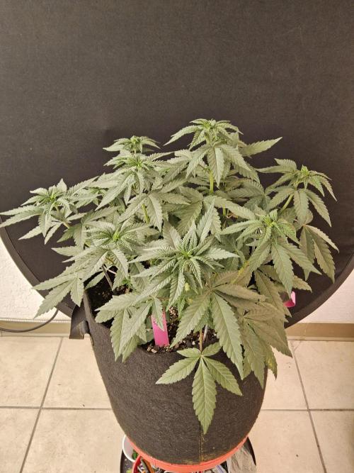 Regrow of Cheesus. Week 6