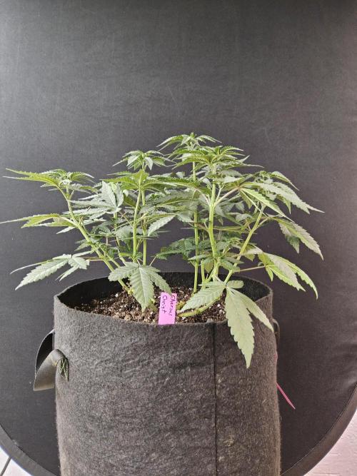 Regrow of Cheesus. Week 6