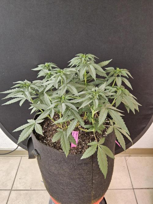 Regrow of Cheesus. Week 6