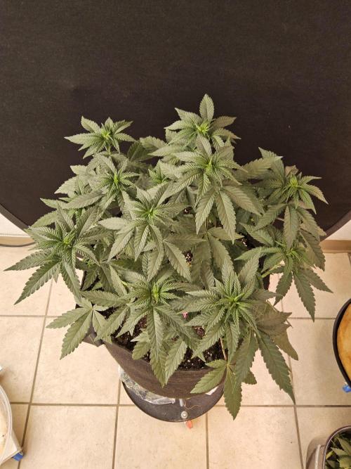 Regrow of Cheesus. Week 6