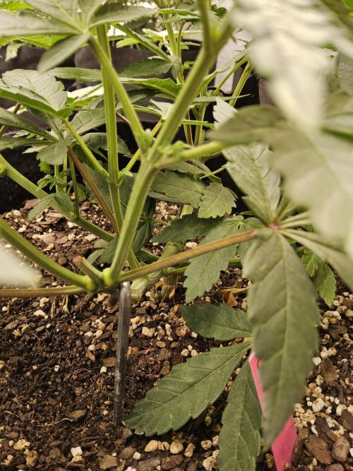 Regrow of Cheesus. Week 6
