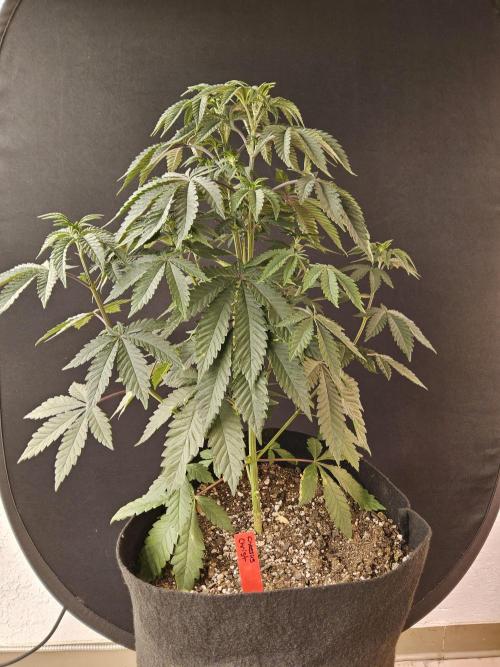 Regrow of Cheesus. Week 6