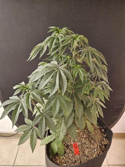 Regrow of Cheesus. Week 6