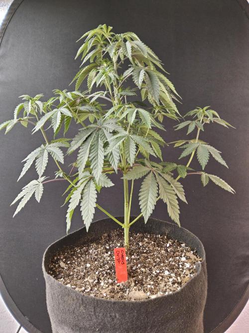 Regrow of Cheesus. Week 6
