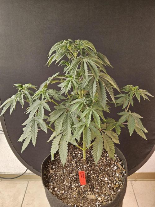 Regrow of Cheesus. Week 6