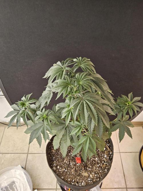 Regrow of Cheesus. Week 6