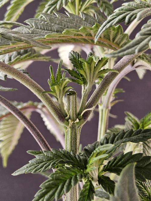 Regrow of Cheesus. Week 6