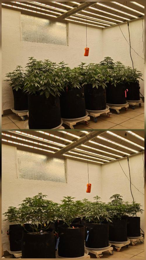 Regrow of Cheesus. Week 6