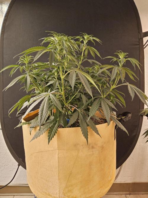 Bubba Seedsman. Week 6