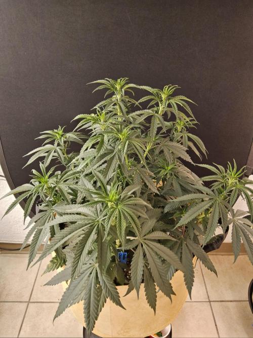 Bubba Seedsman. Week 6
