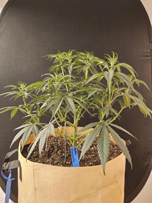 Bubba Seedsman. Week 6