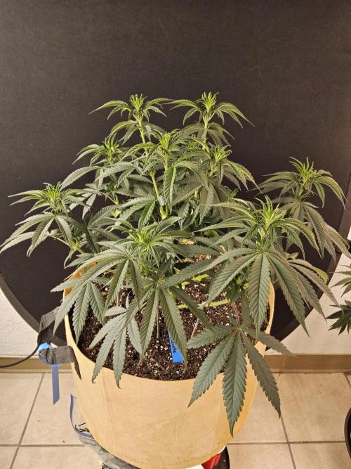 Bubba Seedsman. Week 6