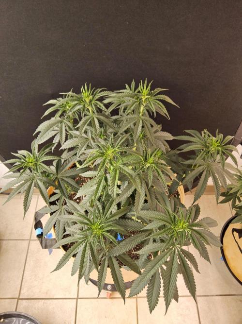 Bubba Seedsman. Week 6