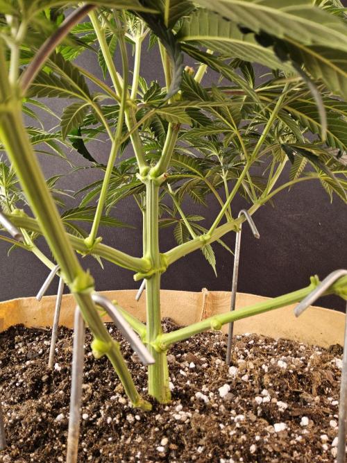 Bubba Seedsman. Week 6