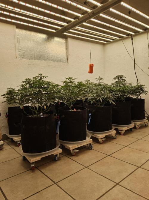 Bubba Seedsman. Week 6