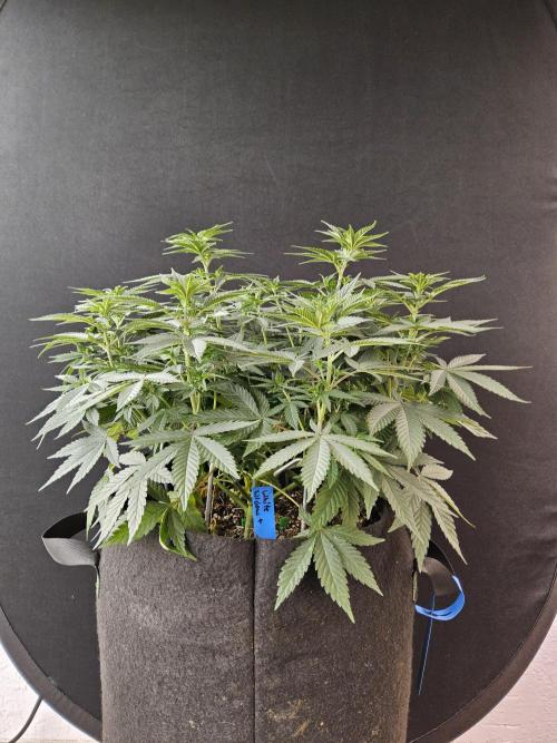 White Widow Plus. Week 6