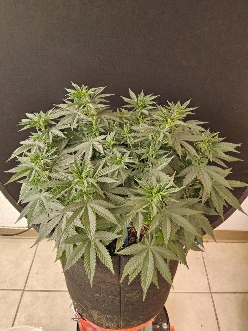 White Widow Plus. Week 6
