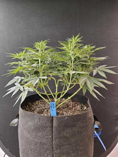 White Widow Plus. Week 6