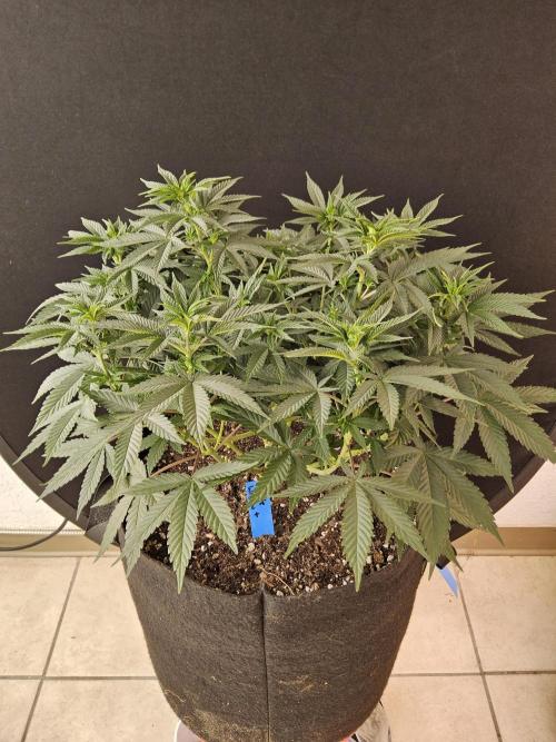 White Widow Plus. Week 6