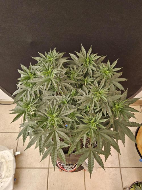 White Widow Plus. Week 6