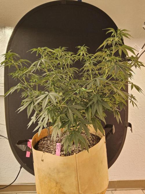 Supreme Roadrunner. Week 6