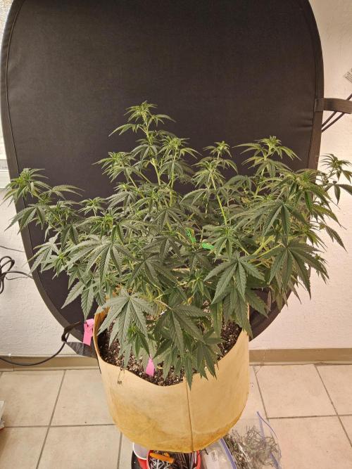 Supreme Roadrunner. Week 6
