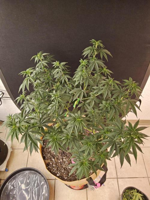 Supreme Roadrunner. Week 6