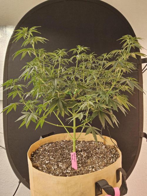 Supreme Roadrunner. Week 6