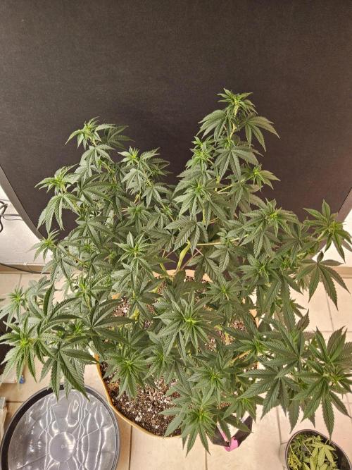 Supreme Roadrunner. Week 6