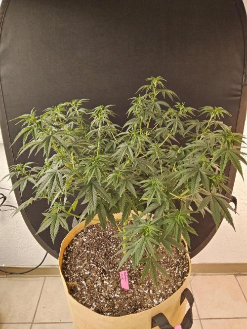 Supreme Roadrunner. Week 6
