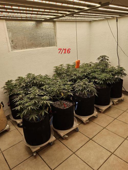 Supreme Roadrunner. Week 6