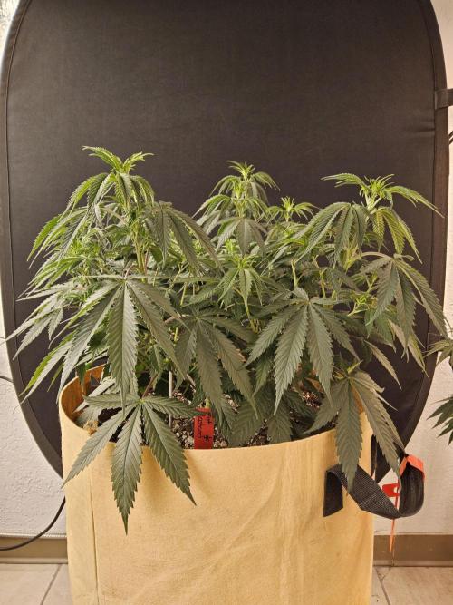Fat Bastard. Week 6