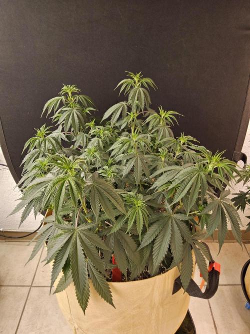 Fat Bastard. Week 6