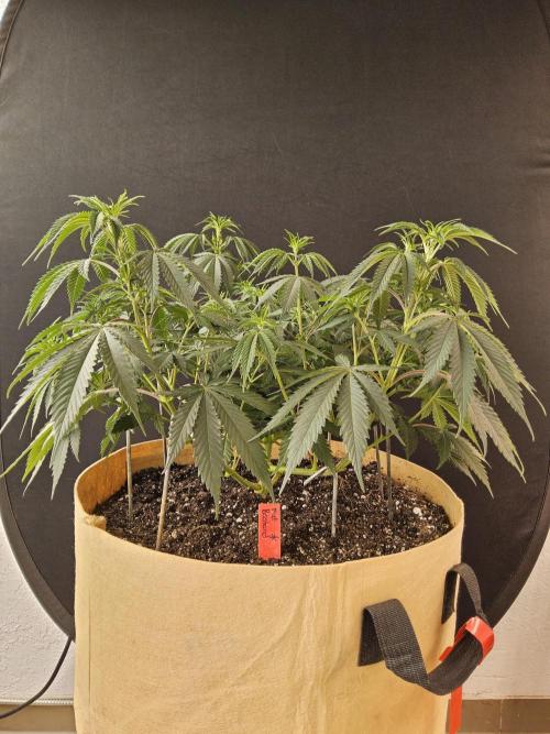 Fat Bastard. Week 6