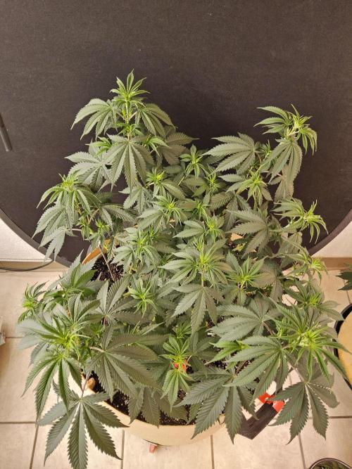 Fat Bastard. Week 6