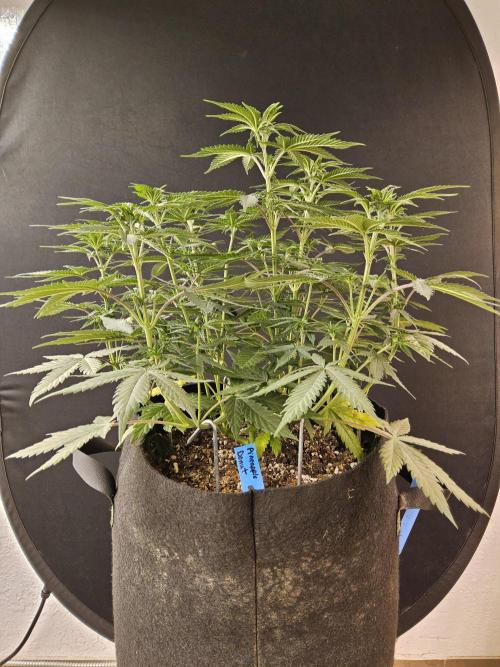 I💚GM Pineapple Donuts. Week 6