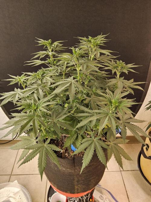 I💚GM Pineapple Donuts. Week 6